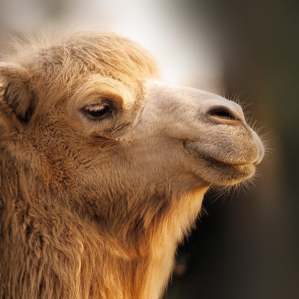 Dormiente_Kamel in Nahaufnahme Dormiente Kamel in Nahaufnahme