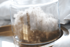 Isländische Eiderdaune